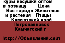 куры несушки.оптом 160 в розницу 200 › Цена ­ 200 - Все города Животные и растения » Птицы   . Камчатский край,Петропавловск-Камчатский г.